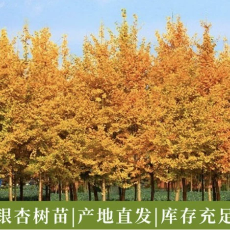 Бутик гинкго саженцы деревьев 15-40 см белые фруктовые деревья оптом происхождения прямые волосы озеленение саженцы