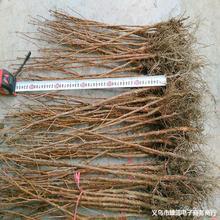 ˮɼ��ˮɼ�����ɼ��ɼС������ɼ��ɽɼ��ͥԺ�G�����^��ˮɼ��