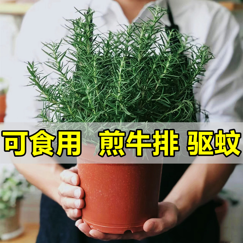 대형 로즈마리 모종 1개 화분(원토 화분 없음) + 영양액