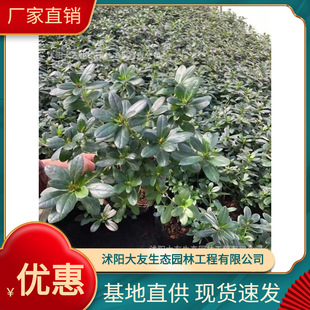 ������N�������l �Ԯa���N  Ʒ�N�Rȫ���^�쾰���̾G����