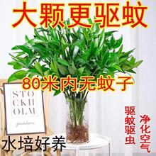 ˮ������������ֲ�����ԾGֲ�҃Ȼ��ܿ͏d����ֲ����B�ļ�����