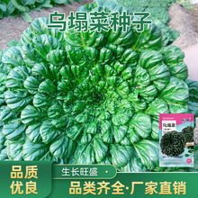�����˷N��С���~�B�Ĳ˺ڰײ˷N�Ӵ����ļ����Բ˷N�яS�����l