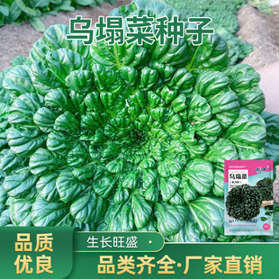 �����˷N��С���~�B�Ĳ˺ڰײ˷N�Ӵ����ļ����Բ˷N�яS�����l