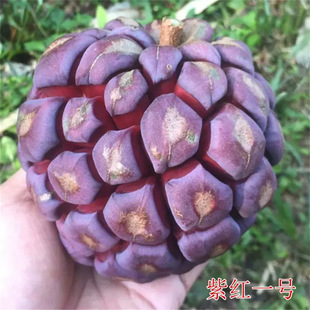 �ϼtһ̖��Ѫ�ٹ��粼���Ș�����ϻ�Ұ�����������ؾGɫֲ��