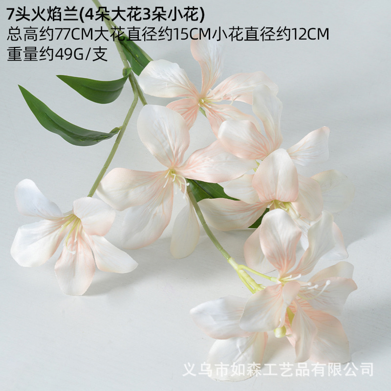 7 heads flame orchid champagne