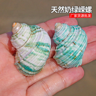 Creamy Green Onto Snail Specimen Natural Small Conch Shell Fish Tank Landscape Decoration Ornaments Roll Shellfish Hermit Crab Replacement Shell