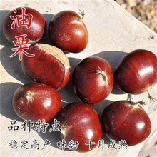 �w���������������ϱ����Nֲ������ͥԺ���Ե��Ԯ���Y���������