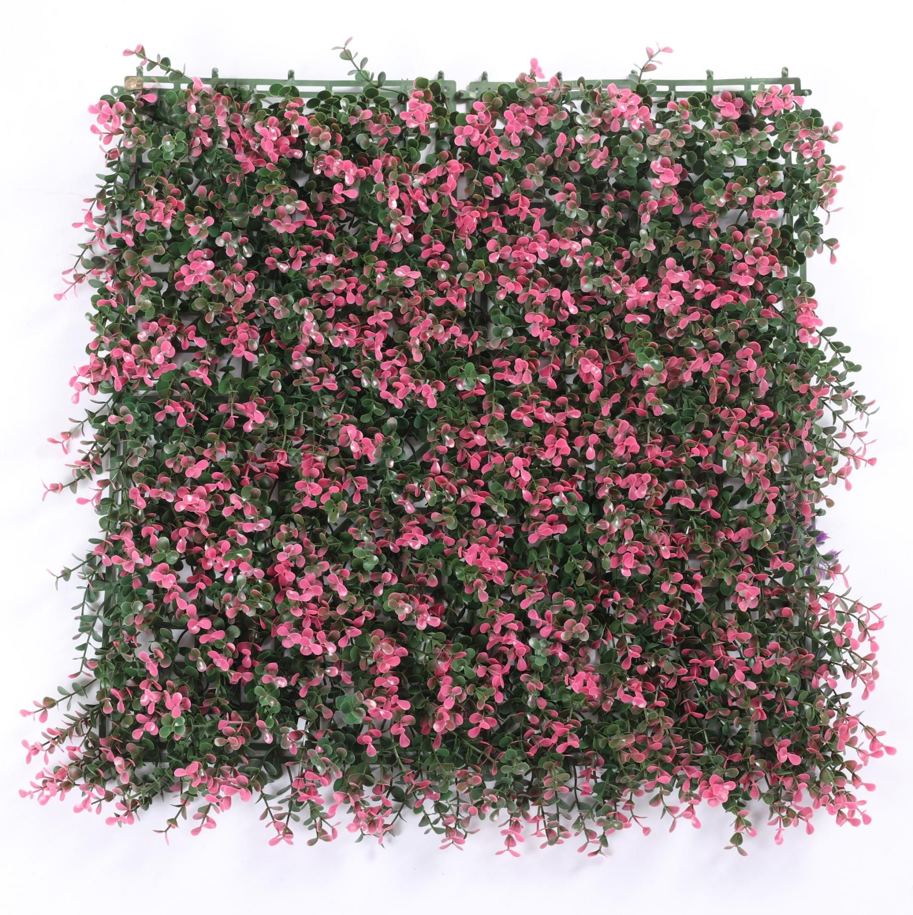 Purple five-layer money grass