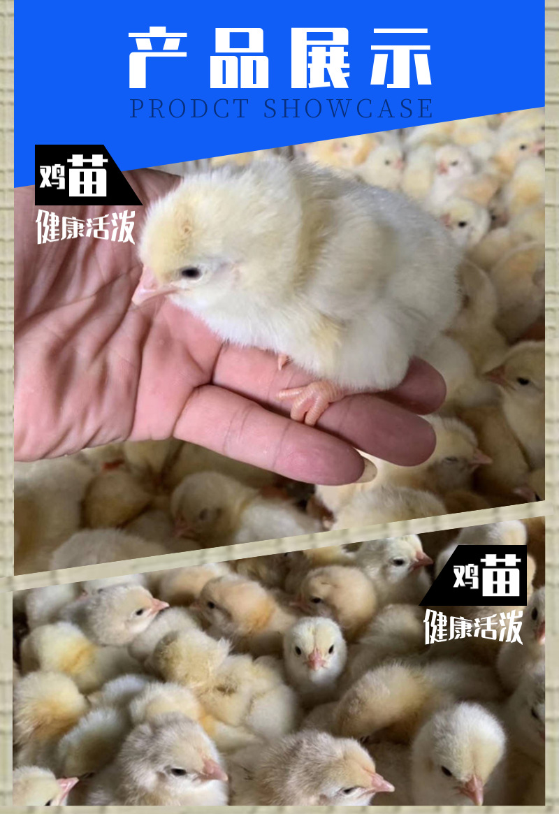 三黃雞描述-7.png