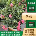茶花批发高度冠幅20~40公分可选工程时令草花供应基地茶花苗基地