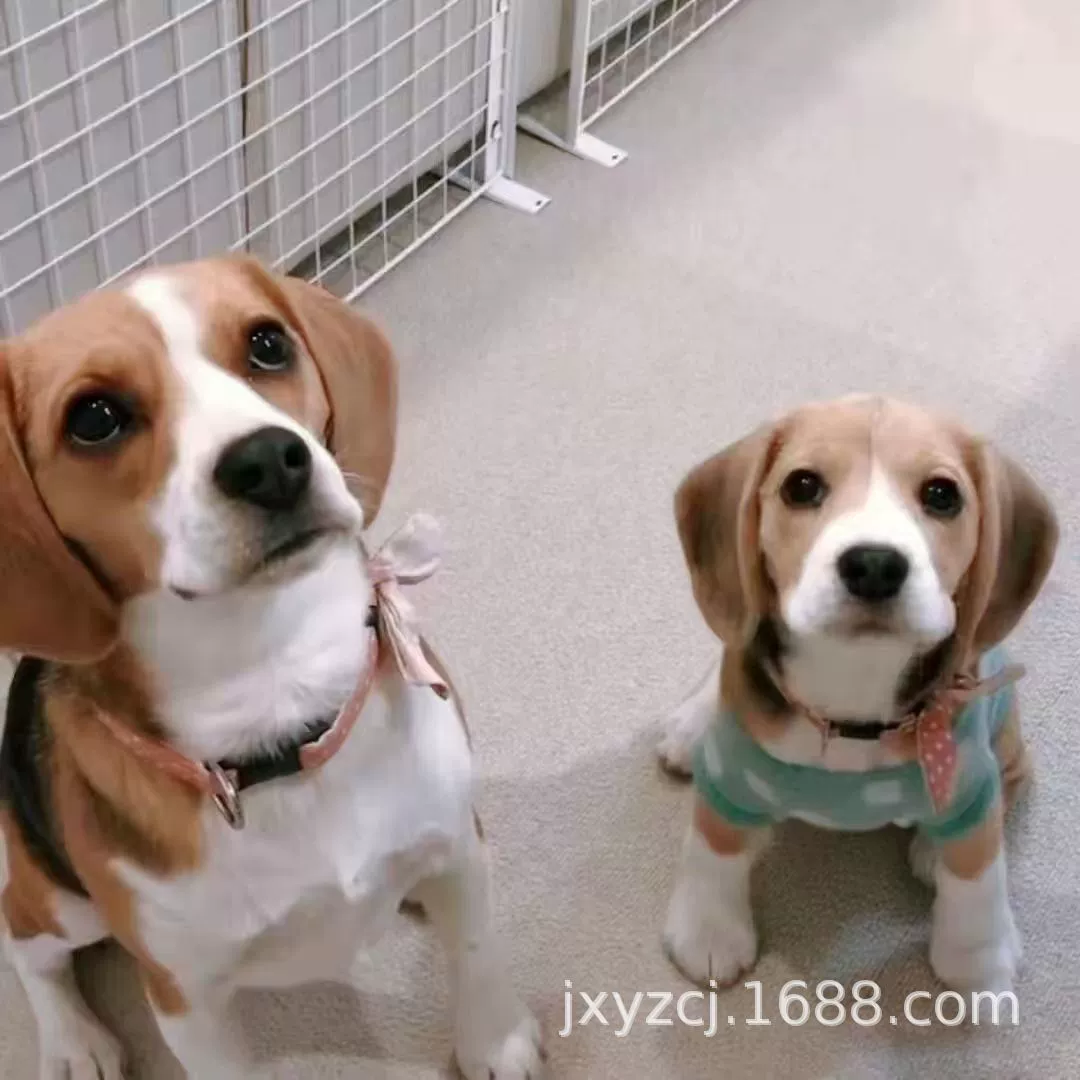 Оптовые двойные щенки бигля, живые собаки, охранники, чистокровные рабочие собаки, маленькие собаки, щенки, живые собаки