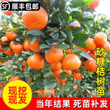 ɳ�ǽ��Ә�����������٘���̽۹�������Ϸ������Nֲ�޽�ɰ����