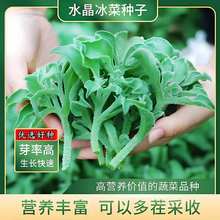 冰菜种子水晶冰菜种籽冰叶日中花农家田园菜地易种植耐寒蔬菜种子