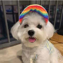 Selected Cross-border Manufacturer Pet Summer Sun Hat Cat Hooded Decorative Duck Hat Dog Hat Festival Supplies