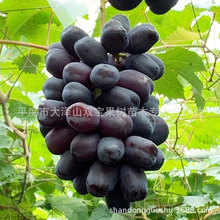 富士之辉葡萄苗 山东青岛基地批发南北方种植新品种果树苗价格低