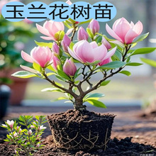 玉兰花树苗带花苞矮化紫红白玉兰盆栽耐寒南北方种植庭院四季花卉