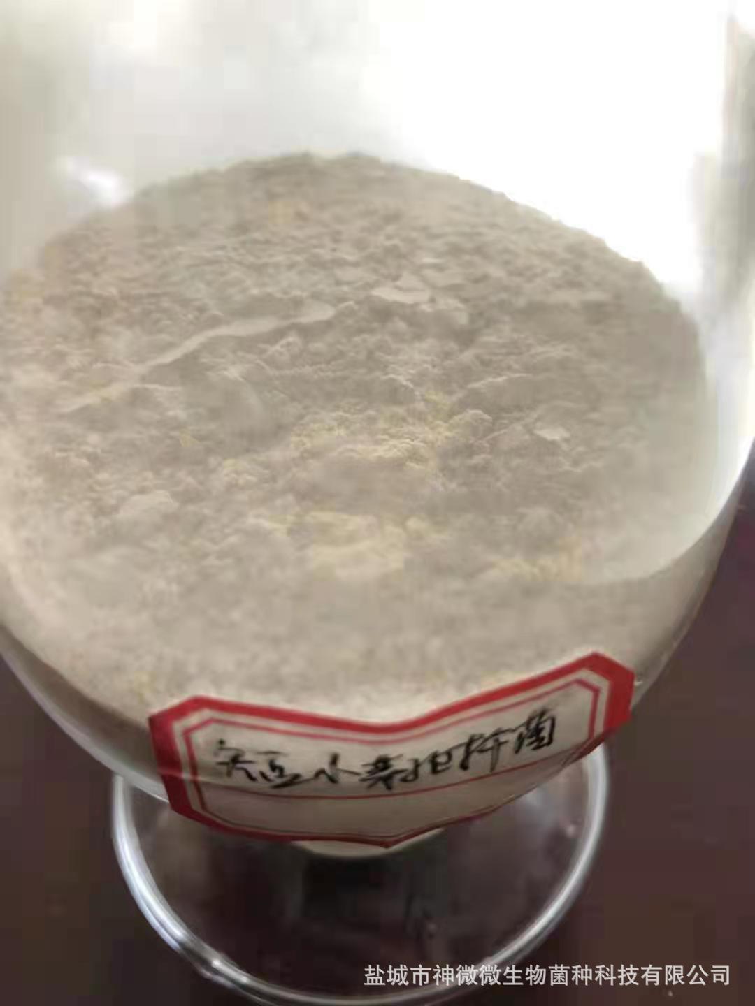【水谷欣】短小芽孢杆菌 1000亿孢子含量 1千克 其他含量请咨询