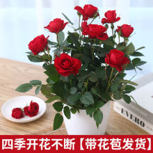 月季花苗批发带花苞发货迷你玫瑰盆栽室内外四季开花卉好养绿植物