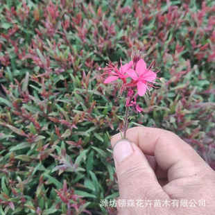 Wholesale of Pecan Grass, Flower Mirror Plants, Potted Perennial Florals, Plover Garden Forest Greening Pecan Grass Seedlings
