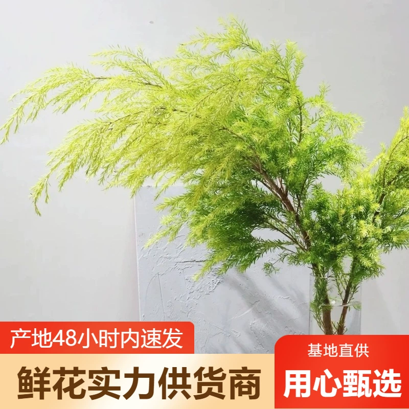 Мелалея золотые цветы оптом Юньнань Цветочная база прямая партия Свадебные украшения цветочный магазин киоск цветок общественная группа покупка поставка