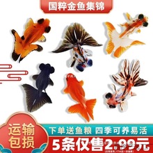 ���~���~�^�p�~С�͵�ˮ���B��ˮ�~�\��̩�{���^��β�m�۽��~��