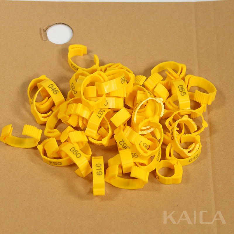 단어가 있는 노란색(팩당 50개)