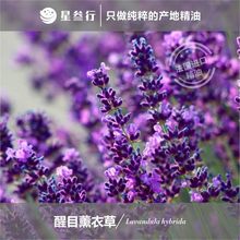 醒目薰衣草精油 杂薰衣草法国产地调香芳疗按摩精油植物原料批发