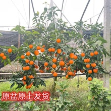 无核沙糖桔子树苗盆栽地栽南北方种植橘子苗树嫁接砂糖橘当年结果