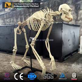 高仿真动物骨架 广场展览游乐园景区古猿人体骨骼玻璃钢化石