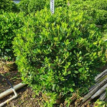 基地直供海桐球花叶女贞球米兰球山瑞香球庭院精品球形