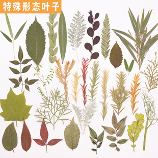 ��Ȼ����~ֲ��˱��׃��@�ֹ��N����ͯdiy�ɘ��~���~�ֹ����ϰ�