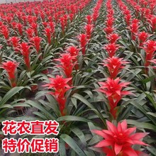 \^͏dļСtֲ҃tPȩGֲ