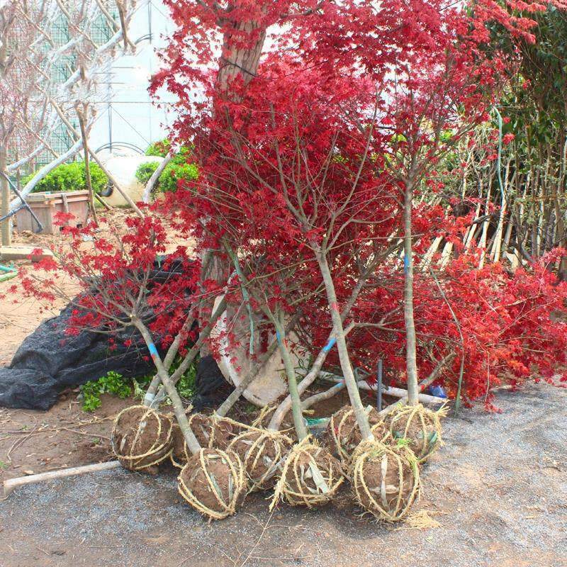 �t������С���Ї��t�t��ͥԺ�e���ԷN�辰�����е��L��ֲ�﹤����