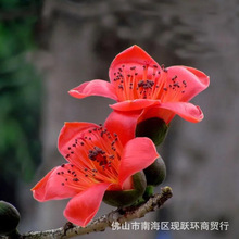 木棉花种子木棉树种子美人树种子美丽异木棉种子美丽异木植物种子