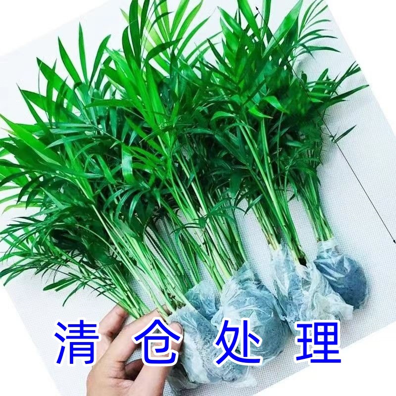 散尾葵凤尾竹盆栽室内客厅大型绿植吸甲醛植物四季常青富贵椰花卉