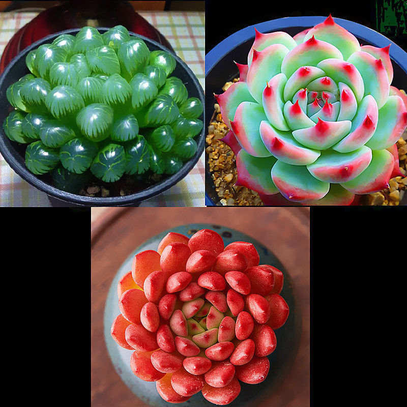 제이드듀 + 루비 + 치와와는 세면대가 필요합니다. 세면대를 포함하여 주문하세요.