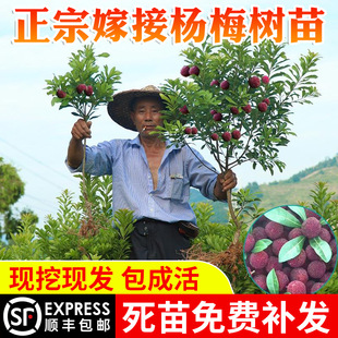 �޽Ӗ|����÷������÷���籭���Ϸ��Nֲ���Ե��Թ����箔��Y��