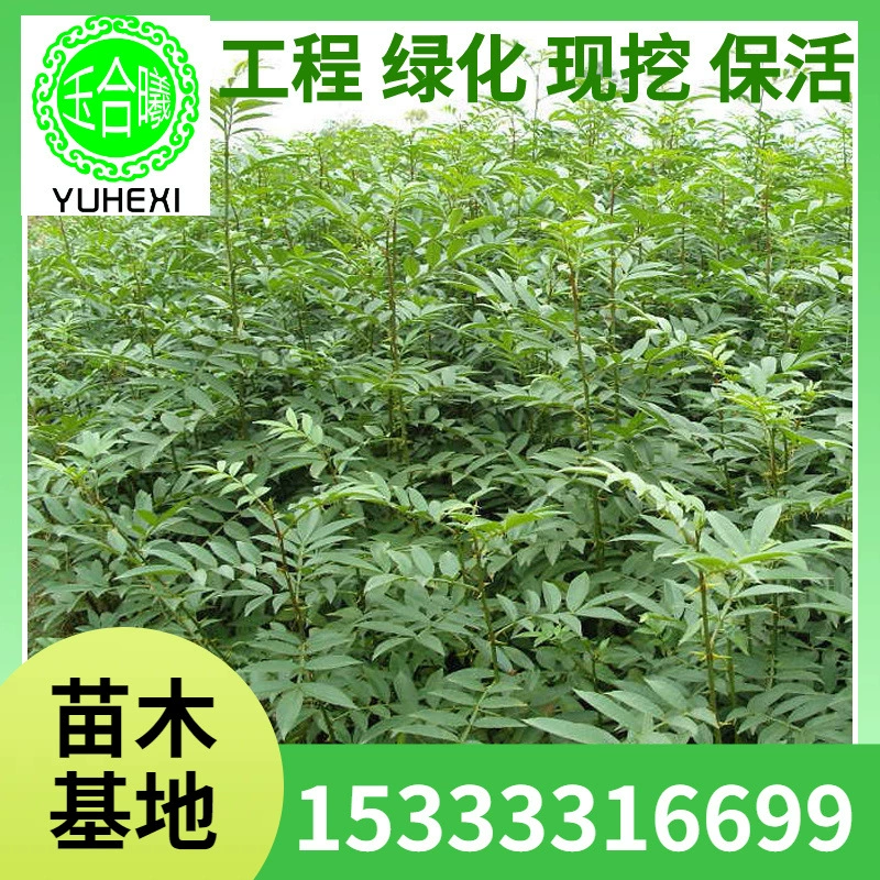 Дерево Луо Хуаншань Дерево Луо Зеленение уличных деревьев Инженерное ландшафтное растение База прямых поставок Большое количество и хорошая цена