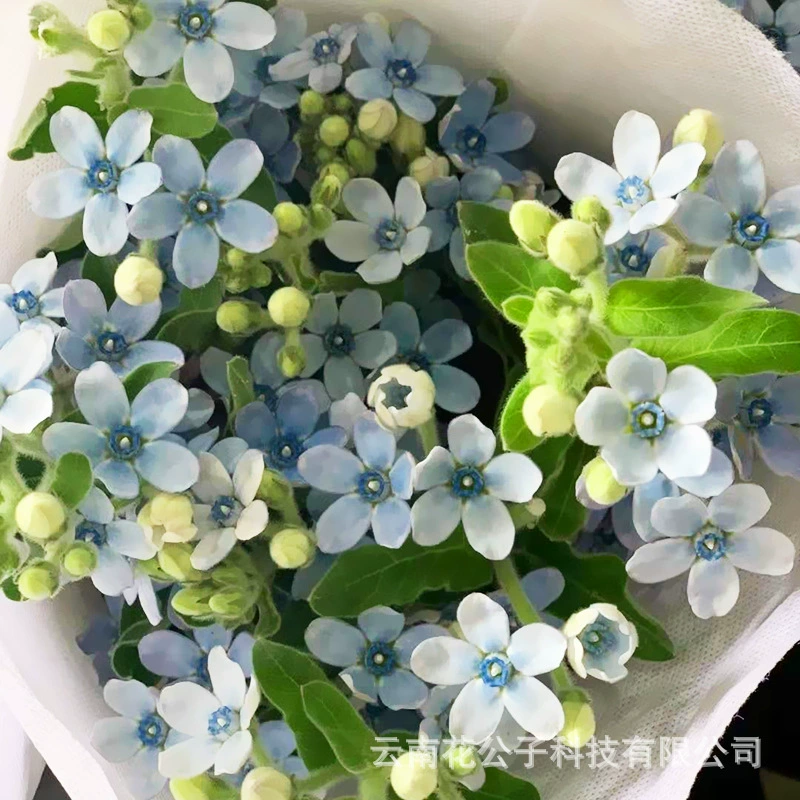 Синяя звезда Цветы Юньнань Цветочный магазин прилавка Цветочный художественный салон цветов Букет Цветочная база Dounan Оптовая продажа