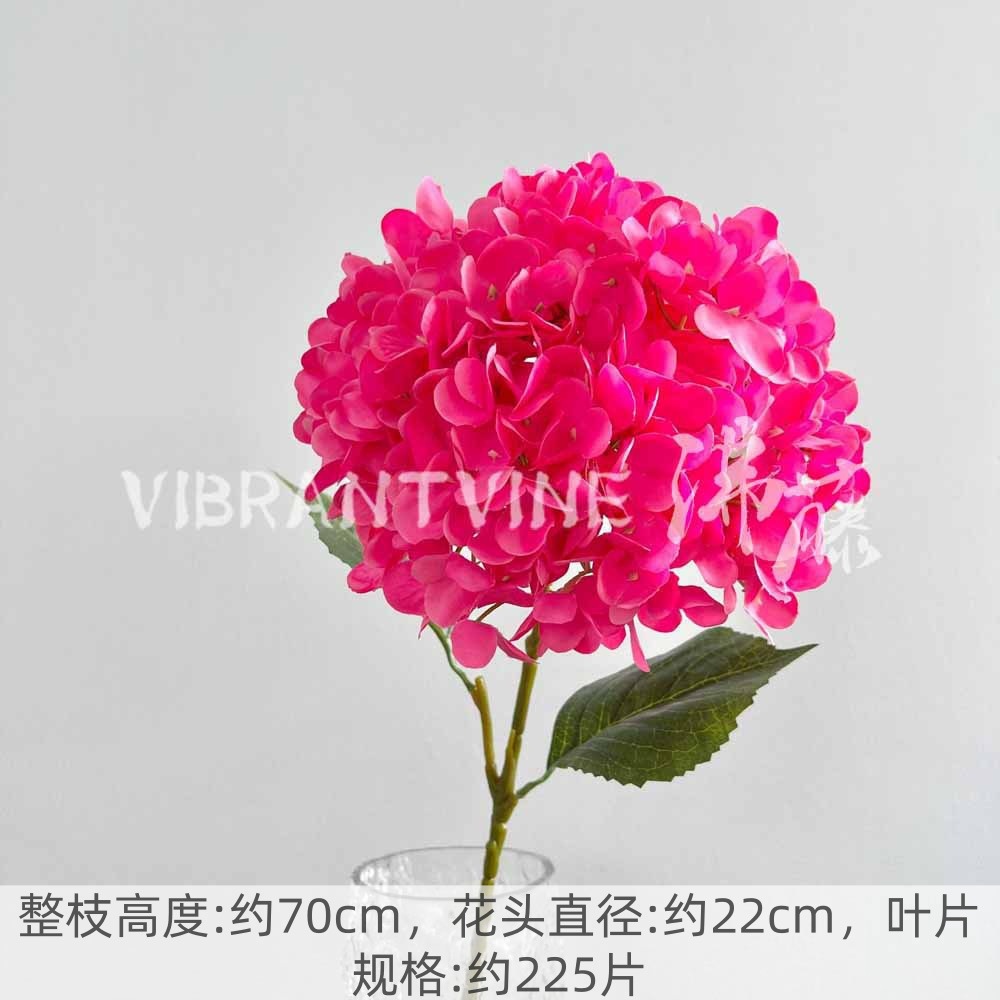 Rose red overlord hydrangea