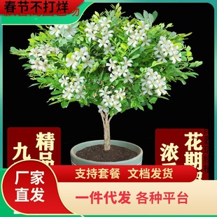 һ�����l�����㻨�����ļ������Ϙ������������B�_�������҃��̨