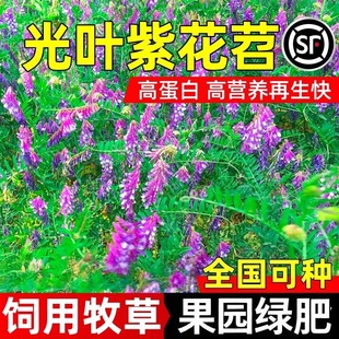 ���~�ϻ����ӷN���ļ��߮a���������ݶ���ո��ͺ��ͺ�ë���Ӳ���