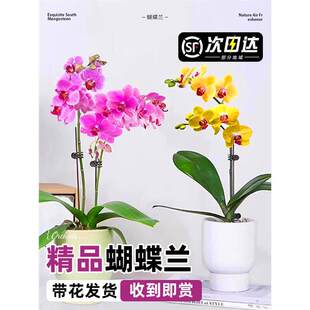 �����m���Ԏ�����Ʒ�m���󻨶����_���҃�ֲ�ﻨ���ļ����B��ī�m