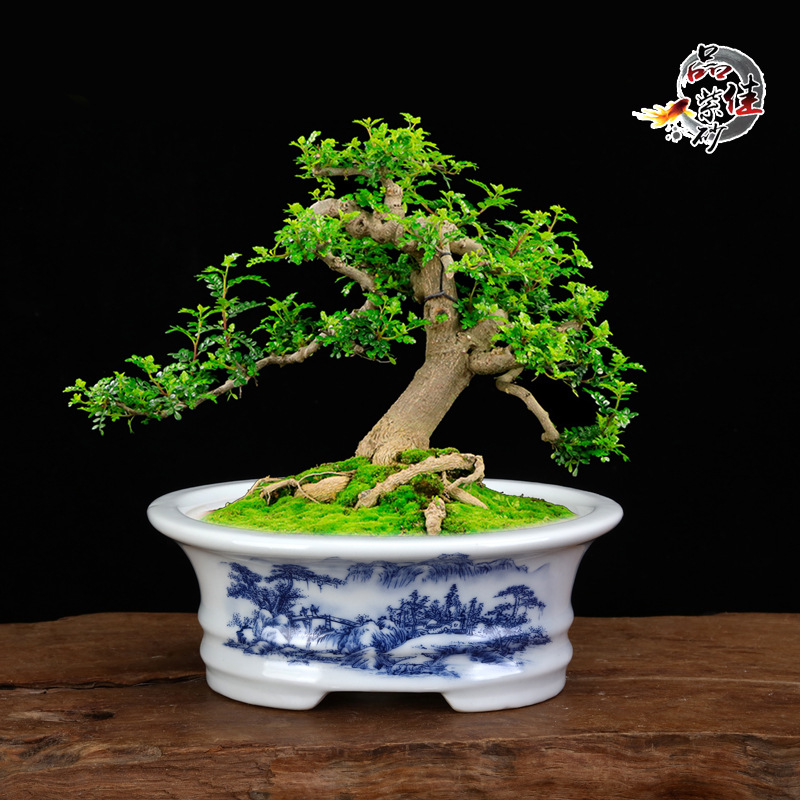 白瓷貼花青花瓷家用手繪花盆陶瓷小盆栽辦公室桌面陽台多肉橢圓盆