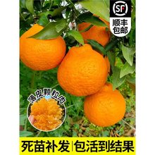 �����Ĵ���Ҋ�ҰҸ̘������˸��Ϸ��Nֲ���θ�����Գ����Ә����