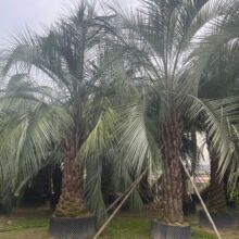 福建布迪椰子基地 广西耐寒棕榈树3米杆高 浙江布迪椰子产地批发