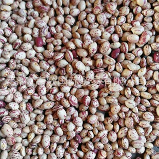 �S��ֱ�N �L�̻� Kidney Bean�����AKidney Bean �½��A �r������