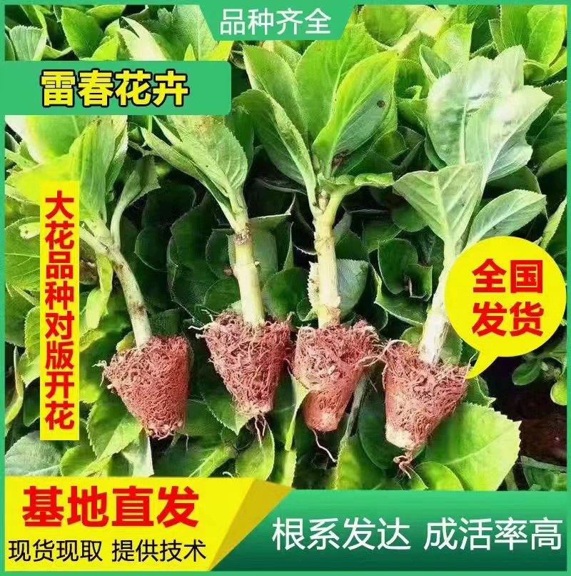 Куньмин, Юньнань, гортензия гортензии