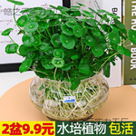 客厅大叶铜钱草水培植物水养鱼缸水栽绿植室内外土培花卉带盆水草