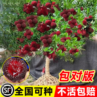 ��÷���� ����Ͱח�÷--ˮ����÷��(��ɳ��÷)������ľ����Y��